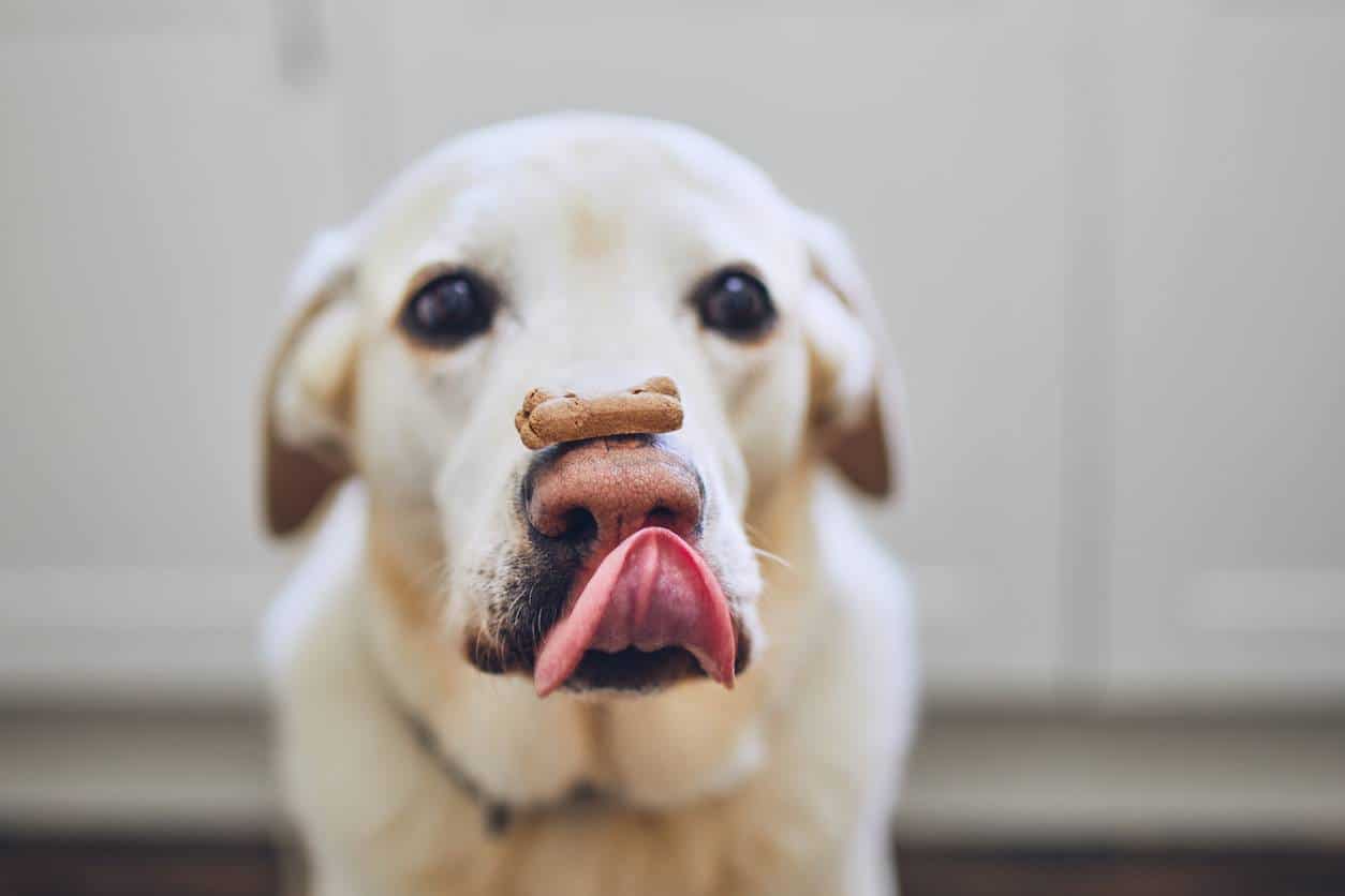 'Croquettes